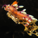 Illustration for article titled Striking Photographs Of Sea Slugs Expose The Alien World Under the Sea